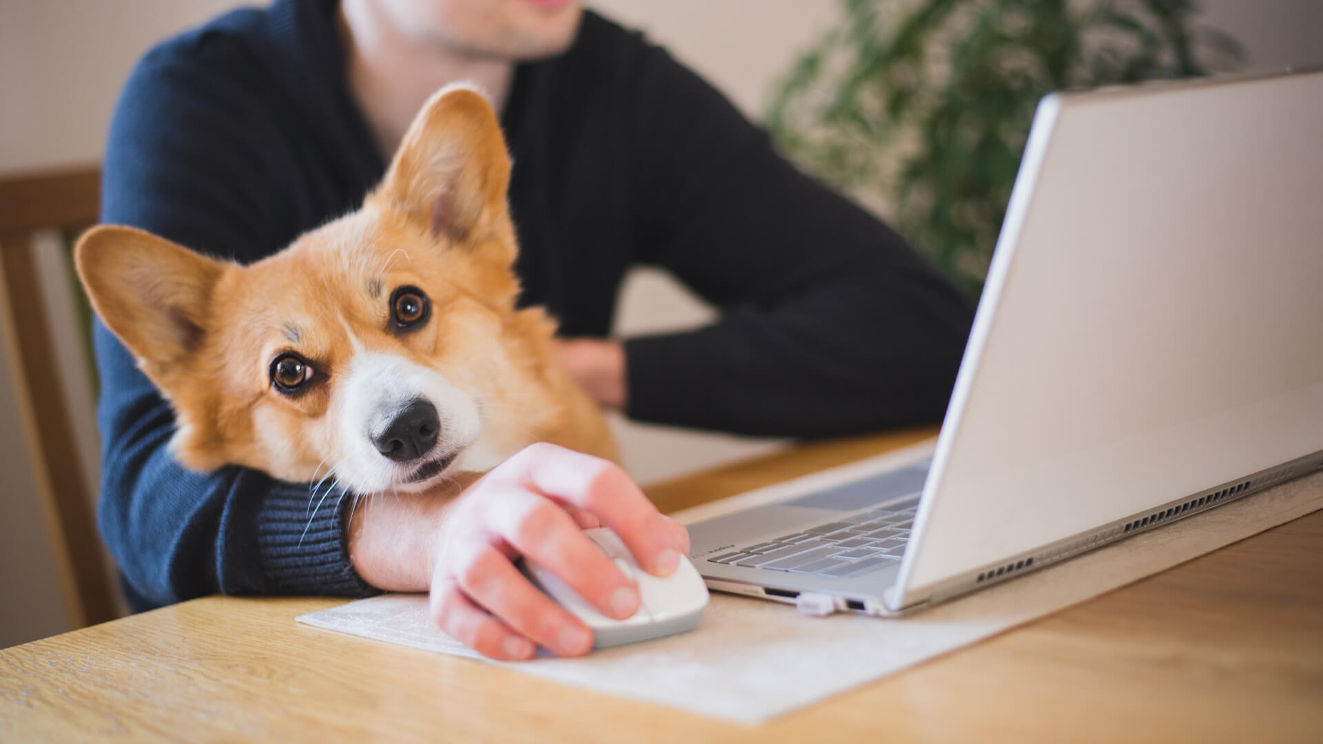 Office employee working from home with a corgi sitting at his laptop with him