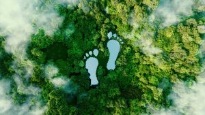 A lake in the shape of human footprints in the middle of a lush forest as a metaphor for the impact of human activity on the landscape and nature in general.